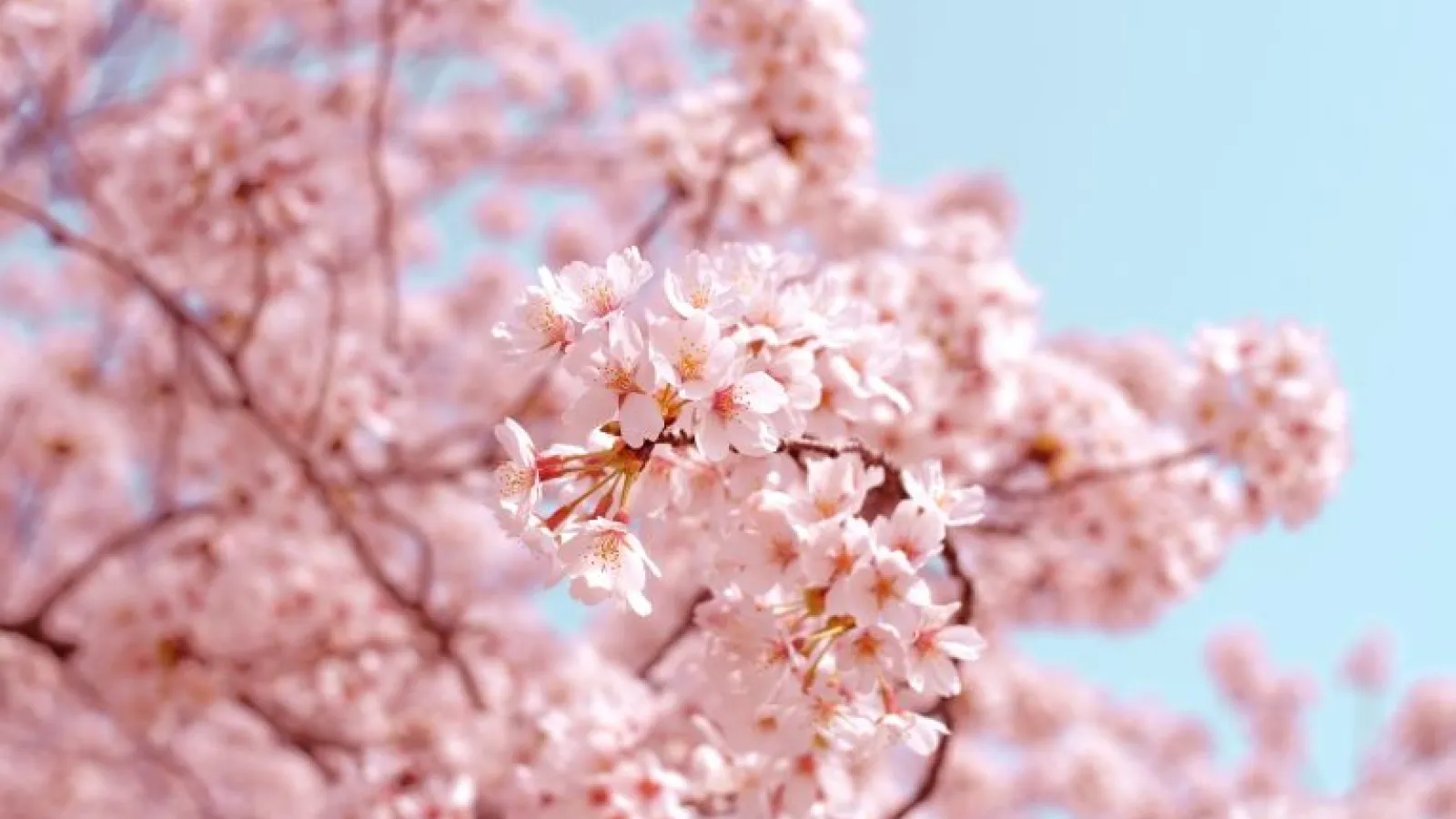 Cherry Blossoms