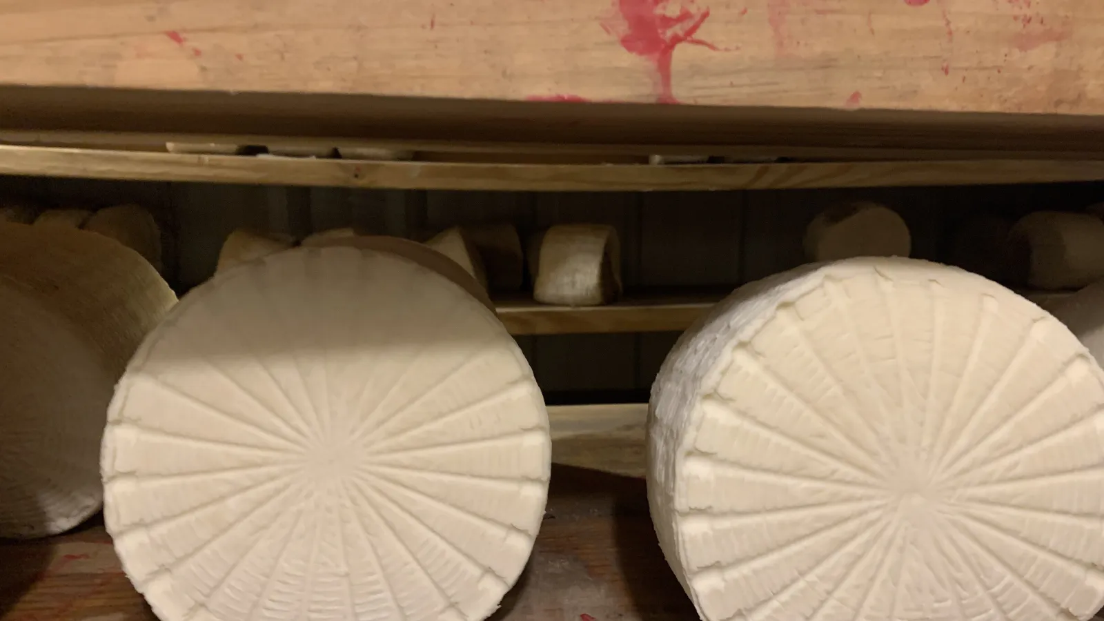 white plaster circles