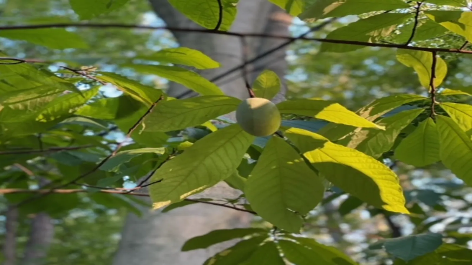 fruit hanging on a branch
