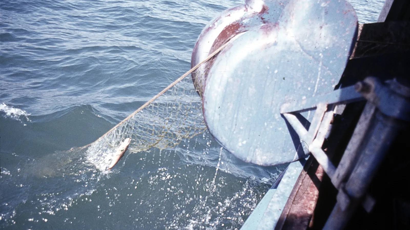 Gill Netting: 83-02 SL351