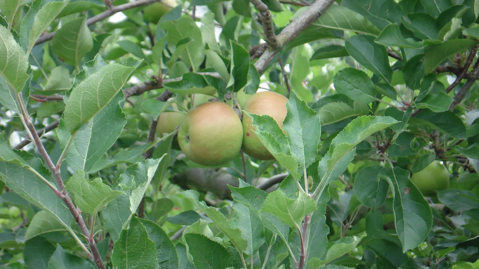 Hugus Fruit Farmin Fairfield County, OH