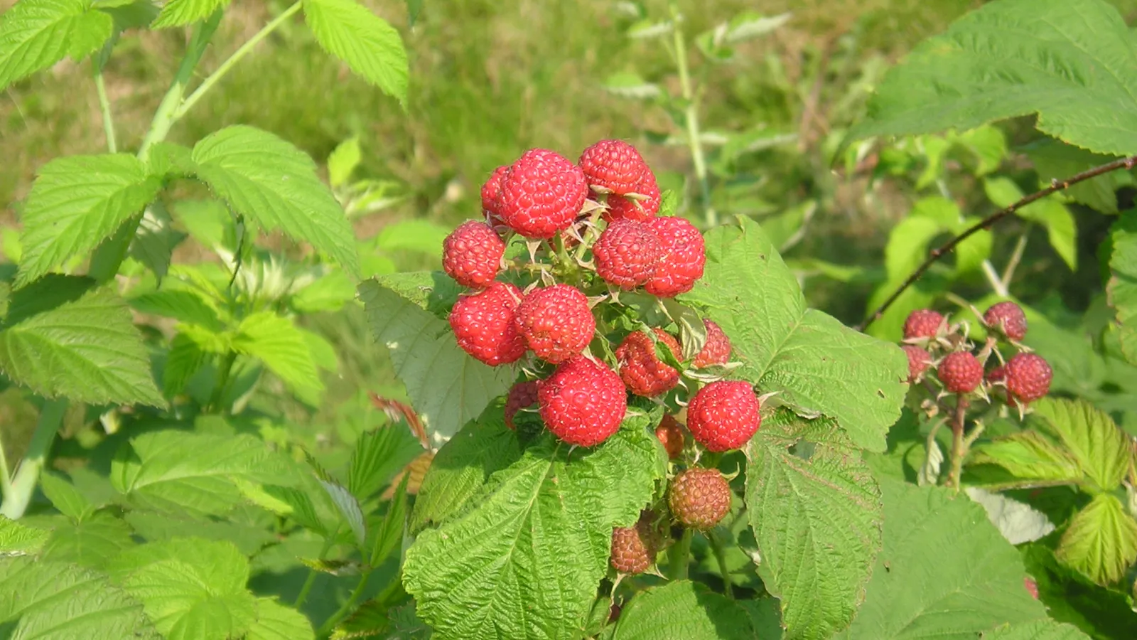 Berry Cafe in Champaigne County, OH