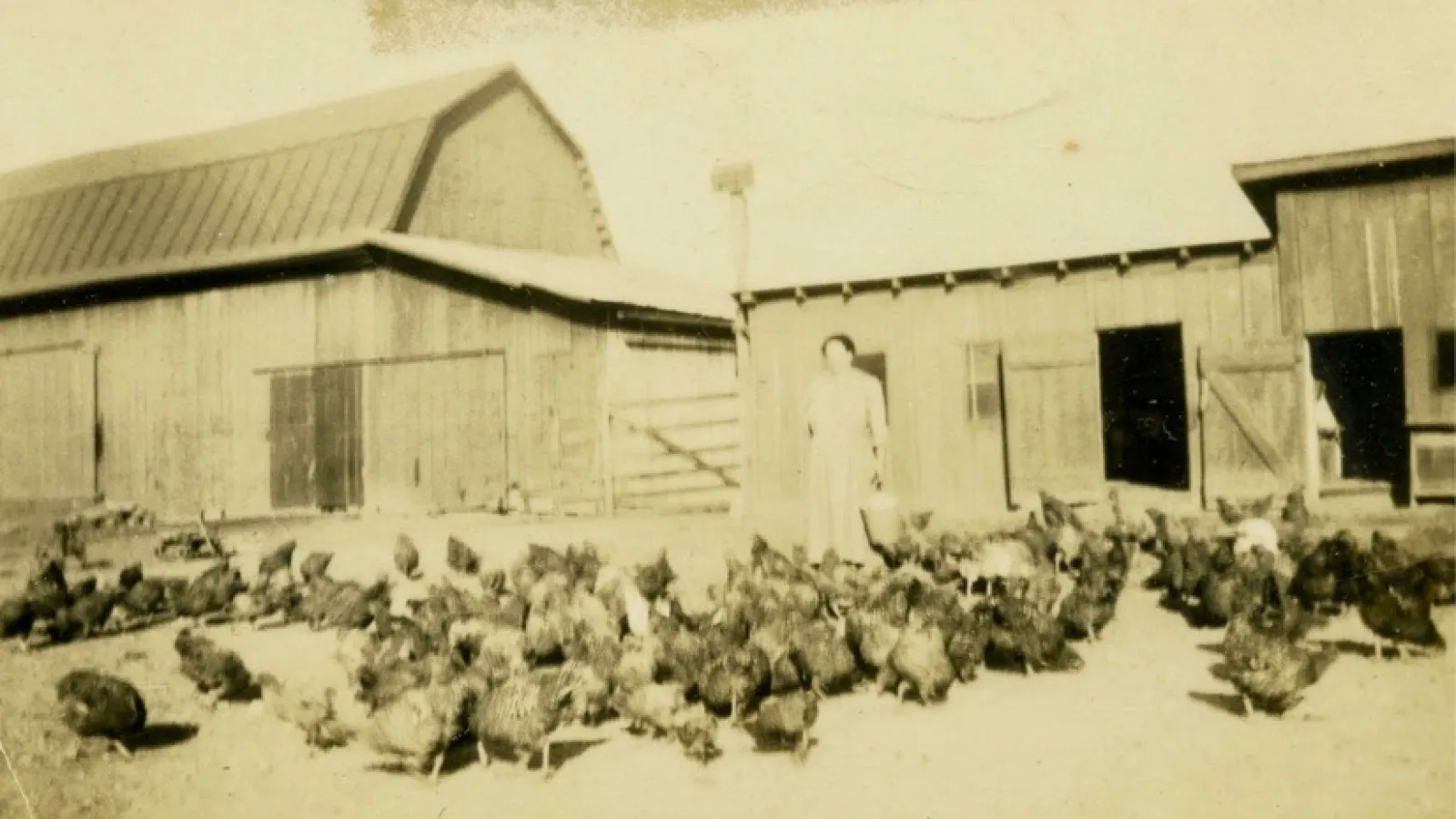 Lenora Hammond Lapp standing amongst the poultry she raised in Ross County, Ohio.