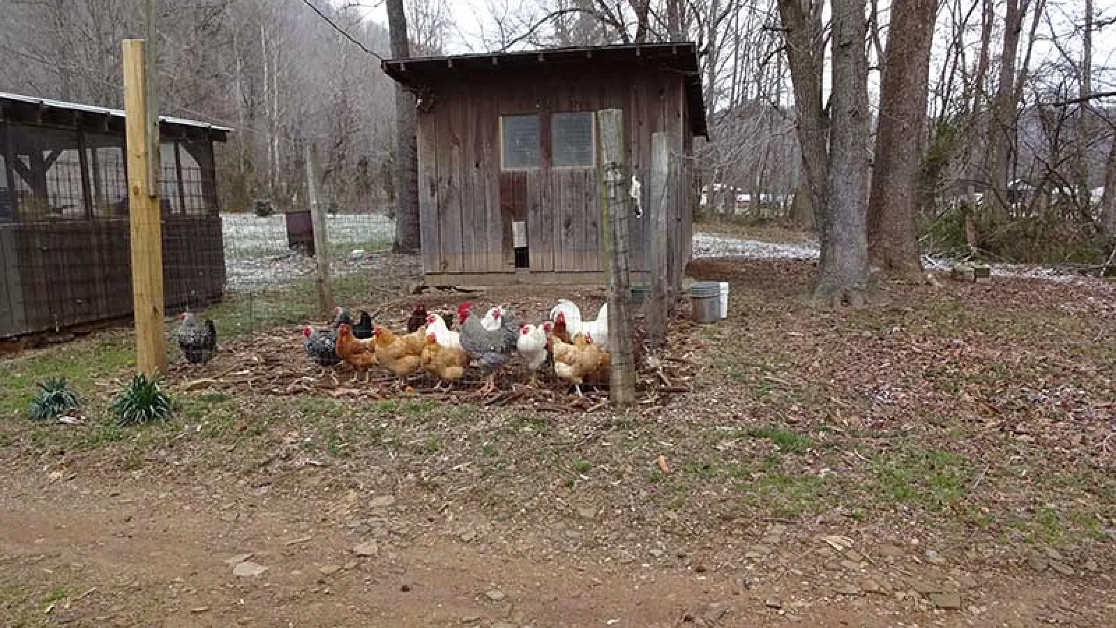 A chicken coop outside of Ronny Richards home on Upper Twin Creek Rd.