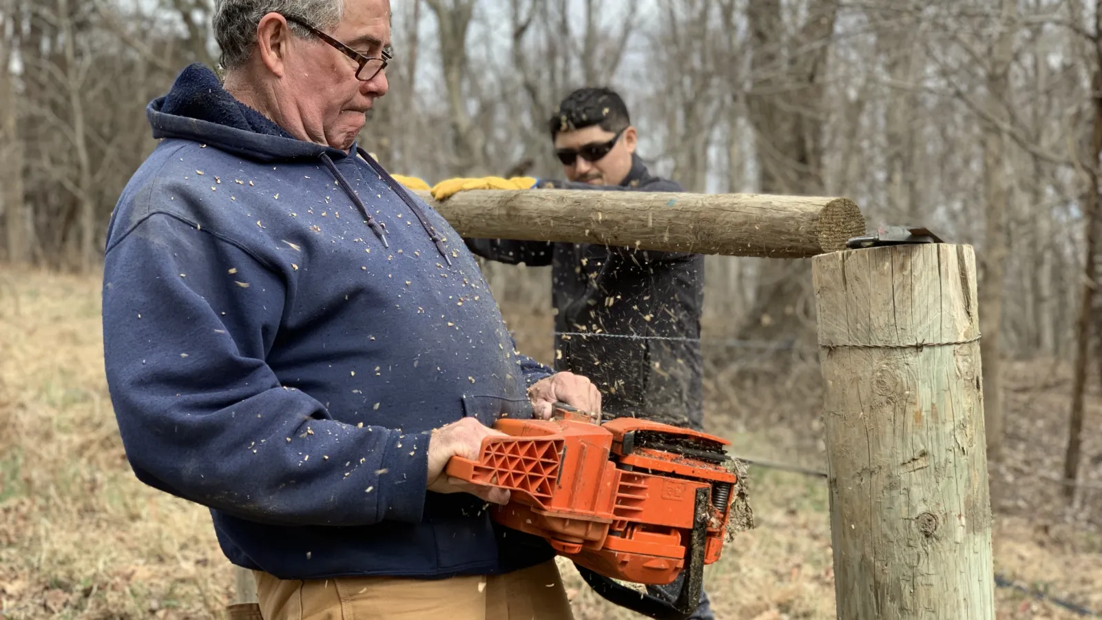 Two men cutting down trees