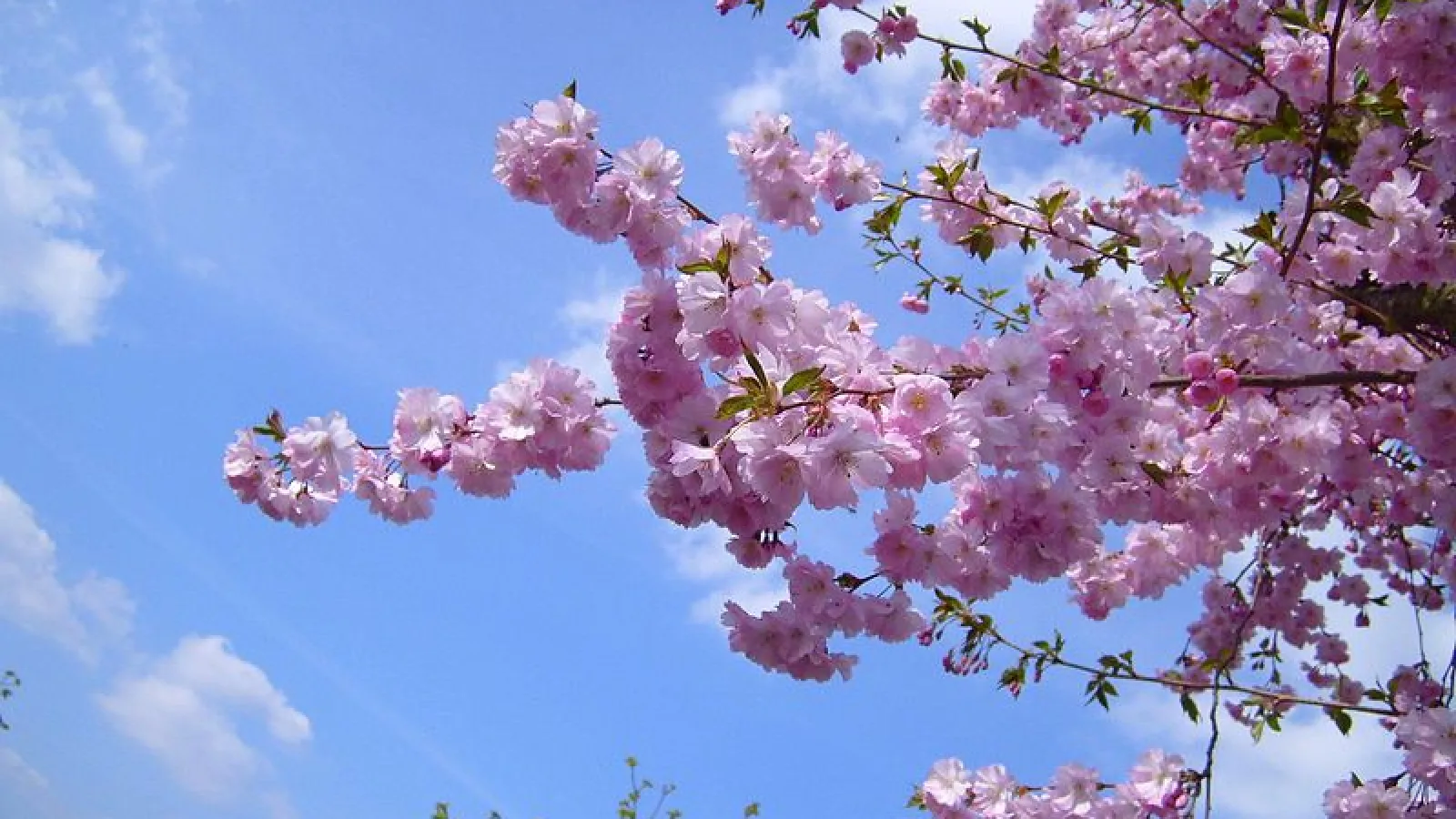 cherry blossoms