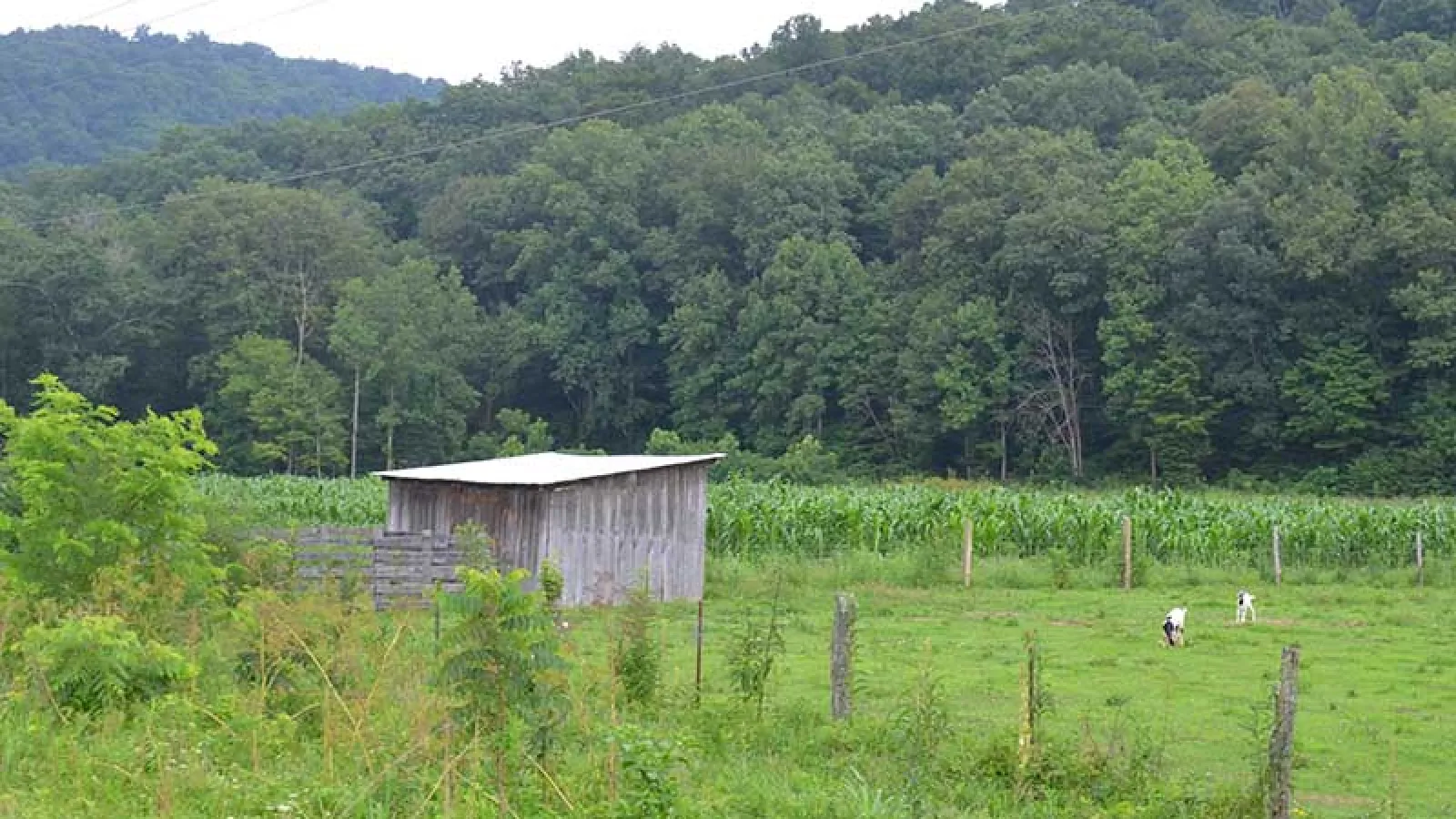 view of the forest and goats