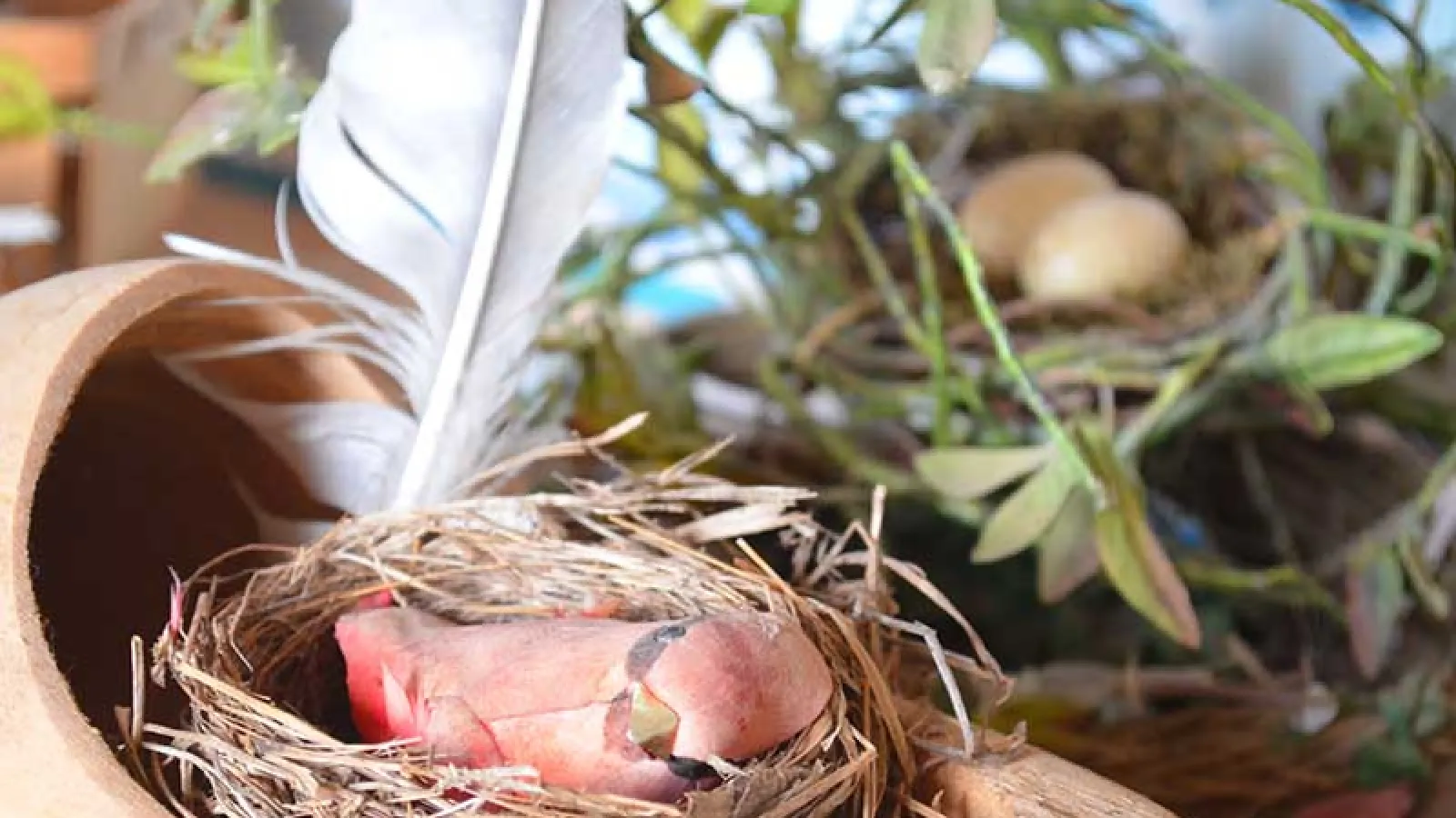 birds nest decoration with a doll bird in a shoe