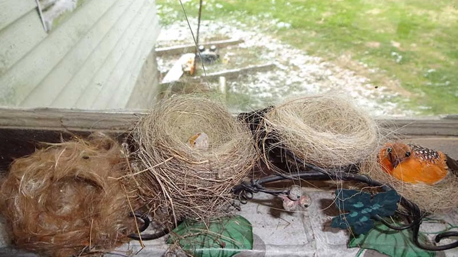 birds nests