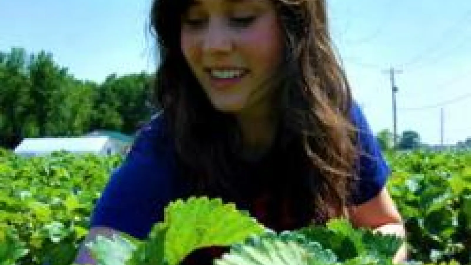 Elizabeth Bell walking in middle of farm field of leafy green plants