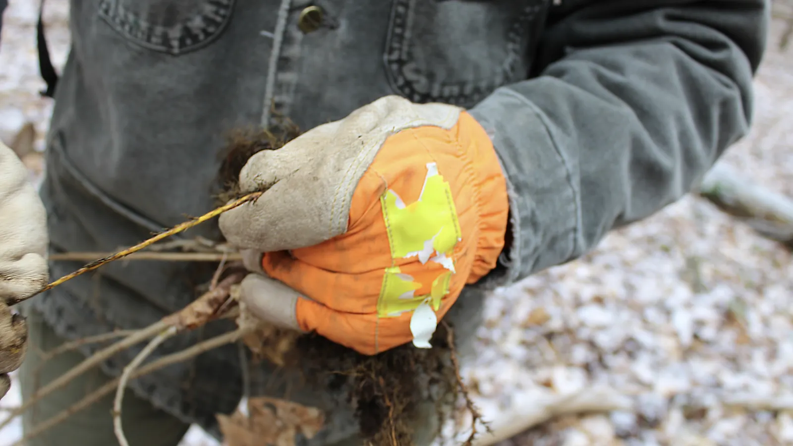 Josh Deemer shows us the yellow roots of a Japanese Barberry shrub.