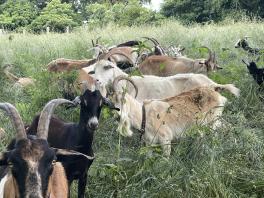 Three goats standing in long grass