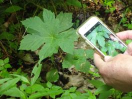 Beck LaSor Martin taking a picture of goldenseal found in her forest. 