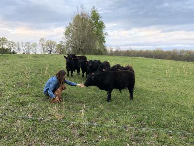 Molly Sowash and her puppy, Lida, greeting her first group of Lowline Angus calves in spring 2020. Molly is a light skinned young woman crouching and wearing a blue jacket. Her dog is light brown and the eight black cows stand in the middle of a green field.