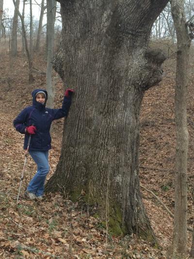 Image of Valerie Scott, a light skinned middle-aged woman, next to a large tree on her property. She is wearing a purple jacket and hood and holding a hiking pole while she leans on the large tree. The original image name indicates that this is the largest tree on her property in Hocking County. 