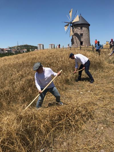 Men tending to wheat on a hill