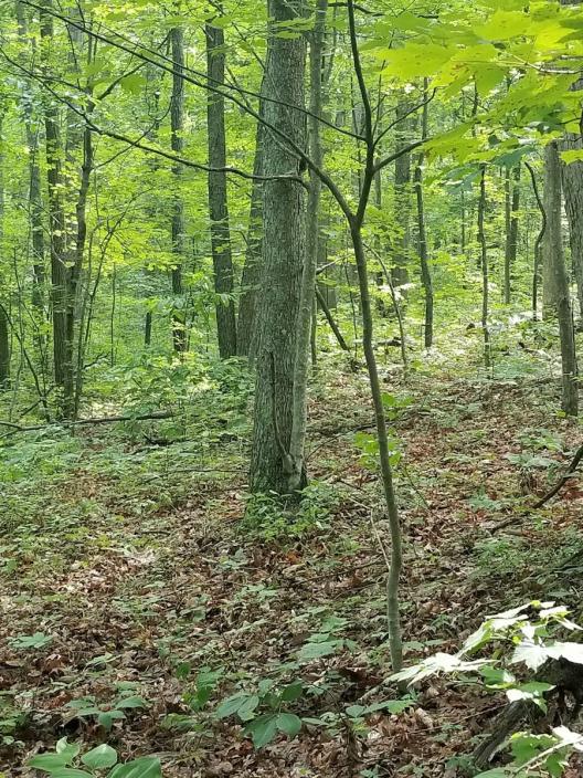 Photo taken by Danielle Gill - image of green woodlands taken at the Vinton Furnace State Experimental Forest, Vinton Co., Ohio