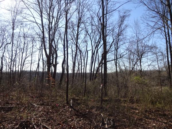 Forest of native plants and trees on Chris Chmiel property behind his house.