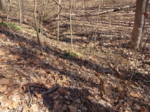 Pawpaw orchard with new buds