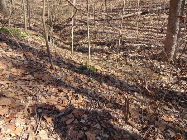 Pawpaw orchard with new buds