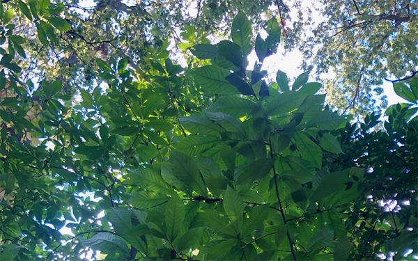 Photo of Paw Paw Tree in the Understory