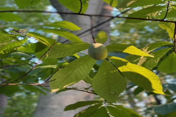 fruit hanging on a branch