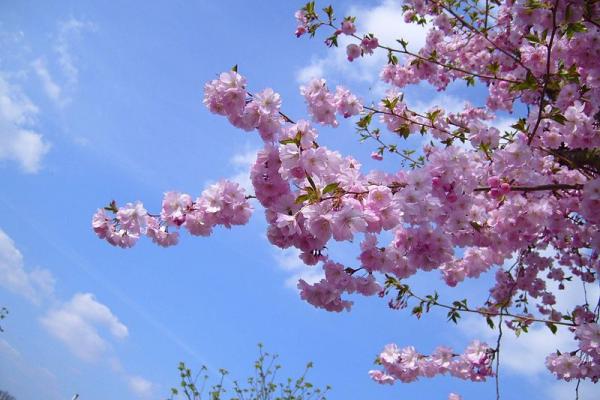 cherry blossoms cherry blossoms