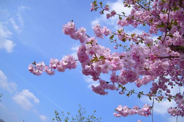 cherry blossoms