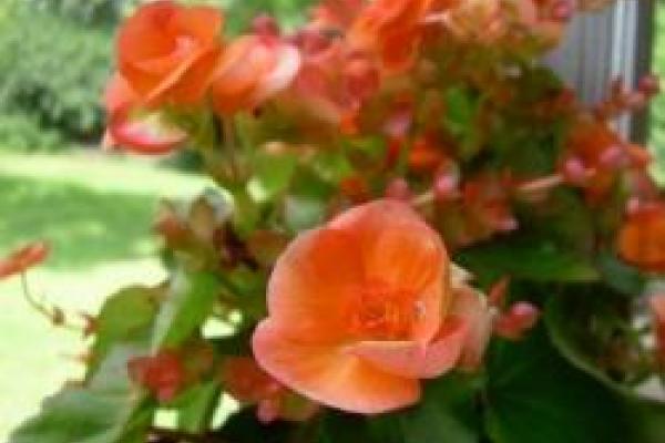 Kudos! Orange flowers representing the word, kudos