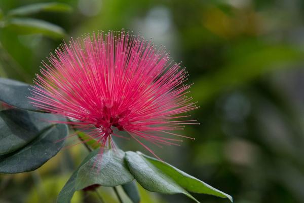 Pink Flower