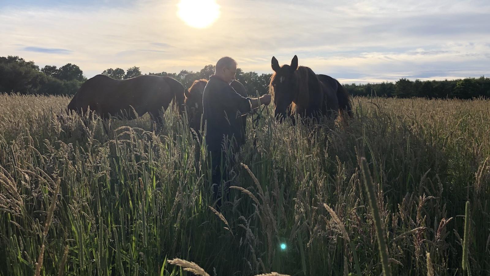 Molly Sowash's Dad and three horses on the summer solstice getting ready for an annual solstice ride. The sun is shining brightly in the background and there are long grasses in the foreground. 