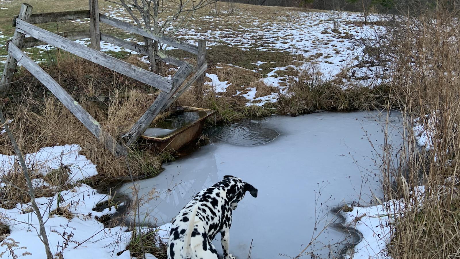 Image of Valerie Scott's dog, a dalmatian, looking into a murky, iced over pond on her property in Hocking County. There is an old, broken down wooden fence, a rusty trough filled with ice, and snow on the field and trees throughout the image. 