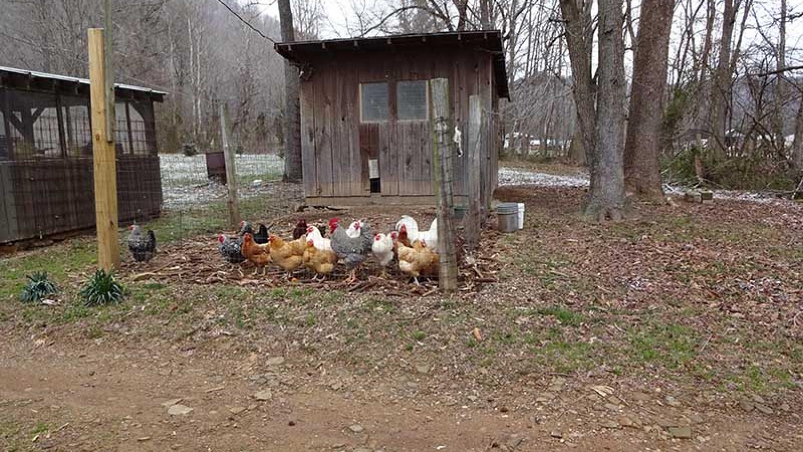 A chicken coop outside of Ronny Richards home on Upper Twin Creek Rd. There is a cluster of chickens in from of the coop that range in colors from grey, white, tan and black. 