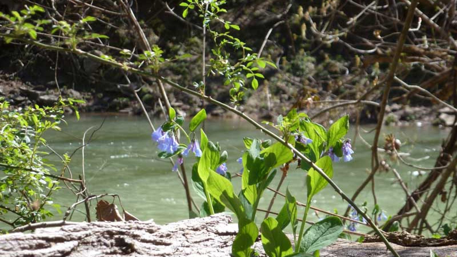 spring wildflowers