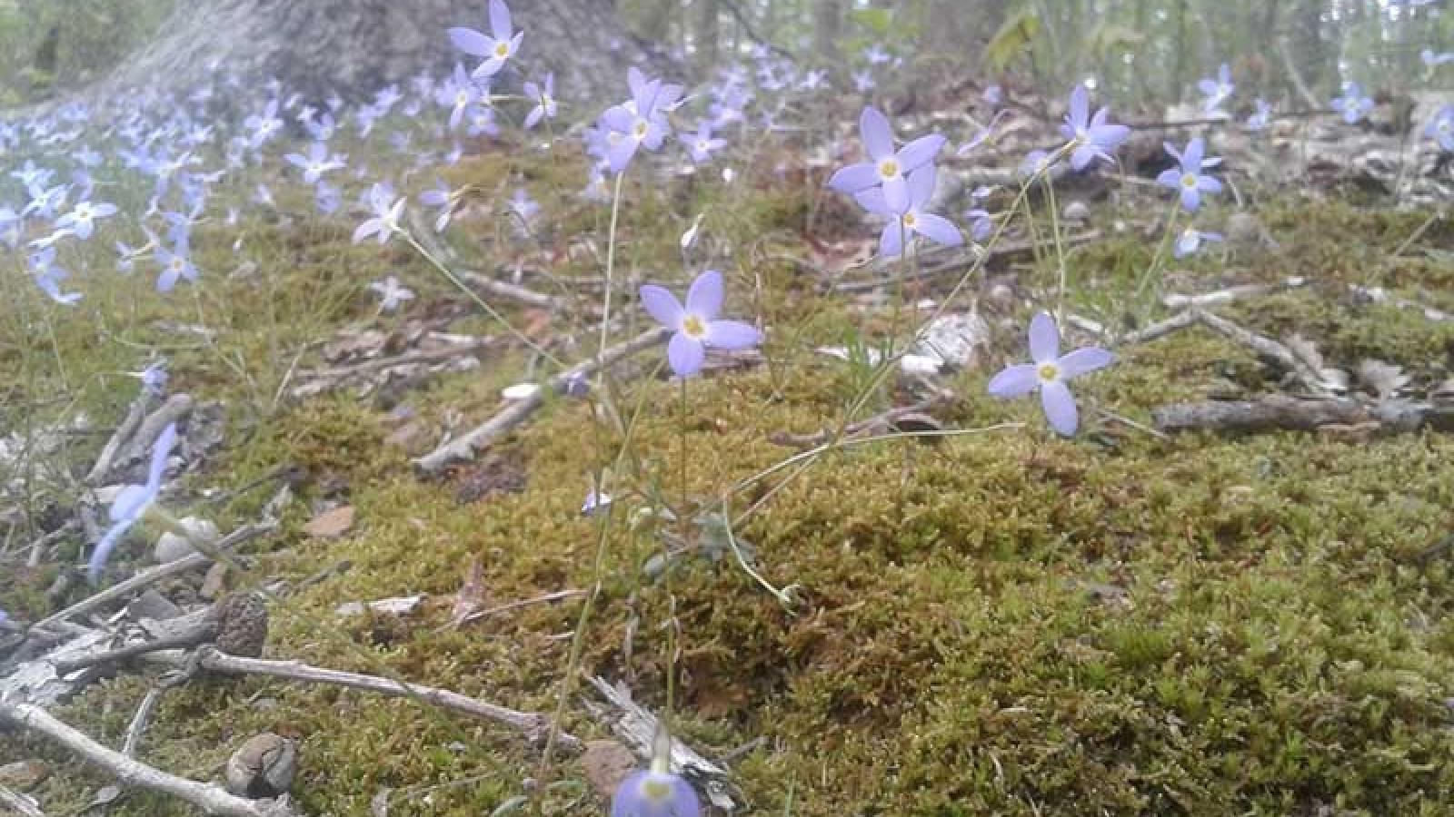 purple moss flowers