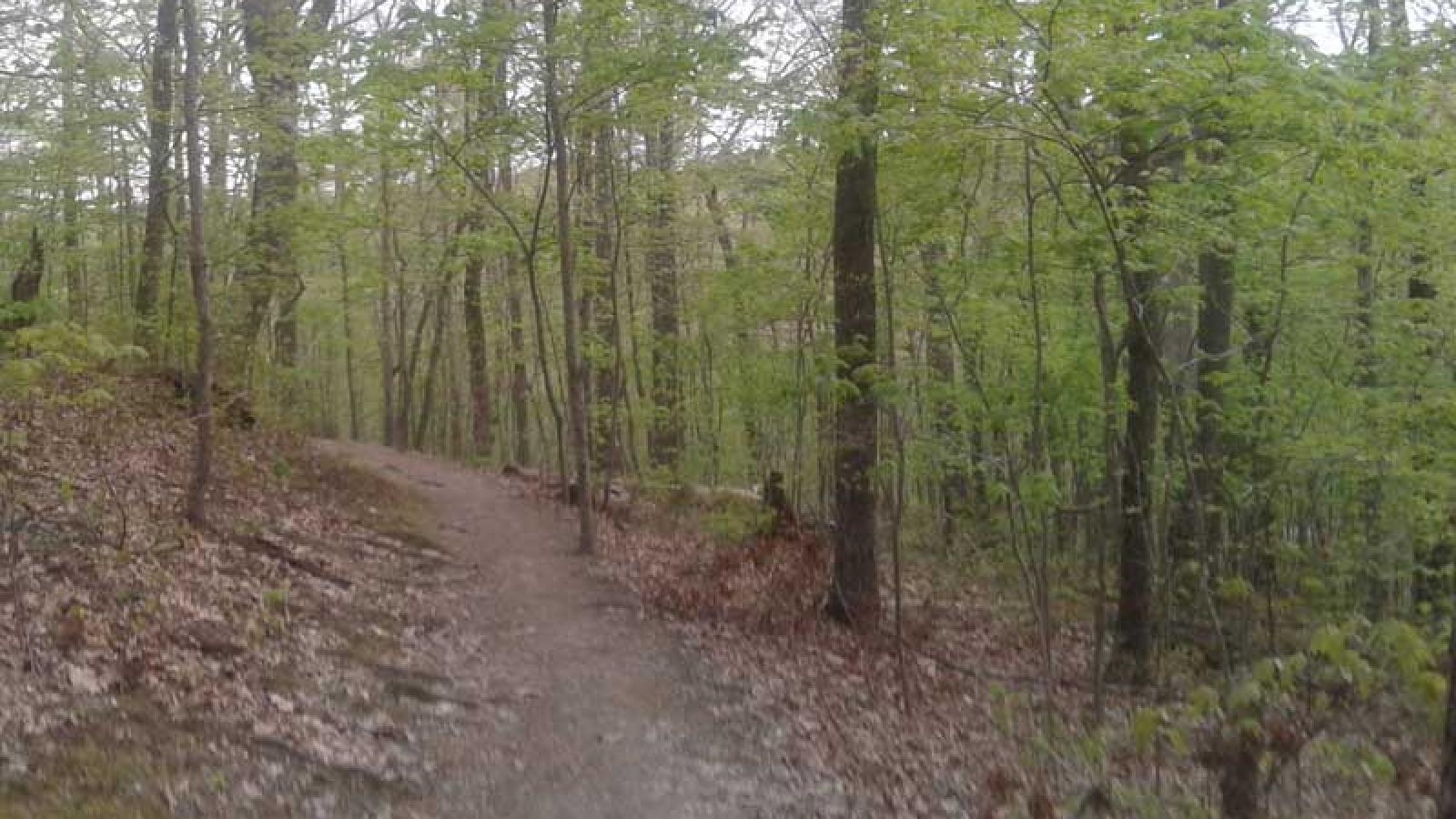 Shawnee Forest in spring