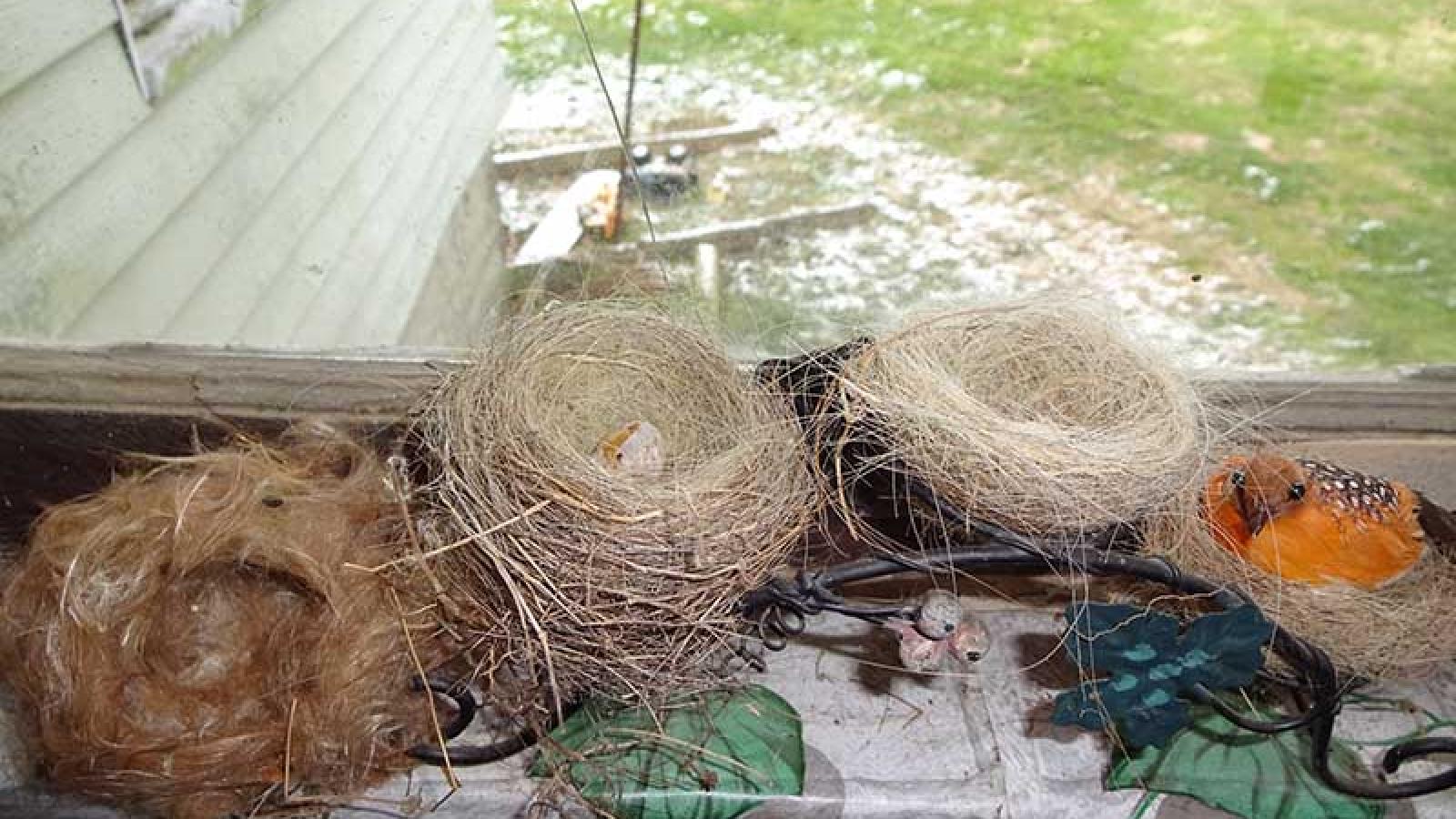 birds nests