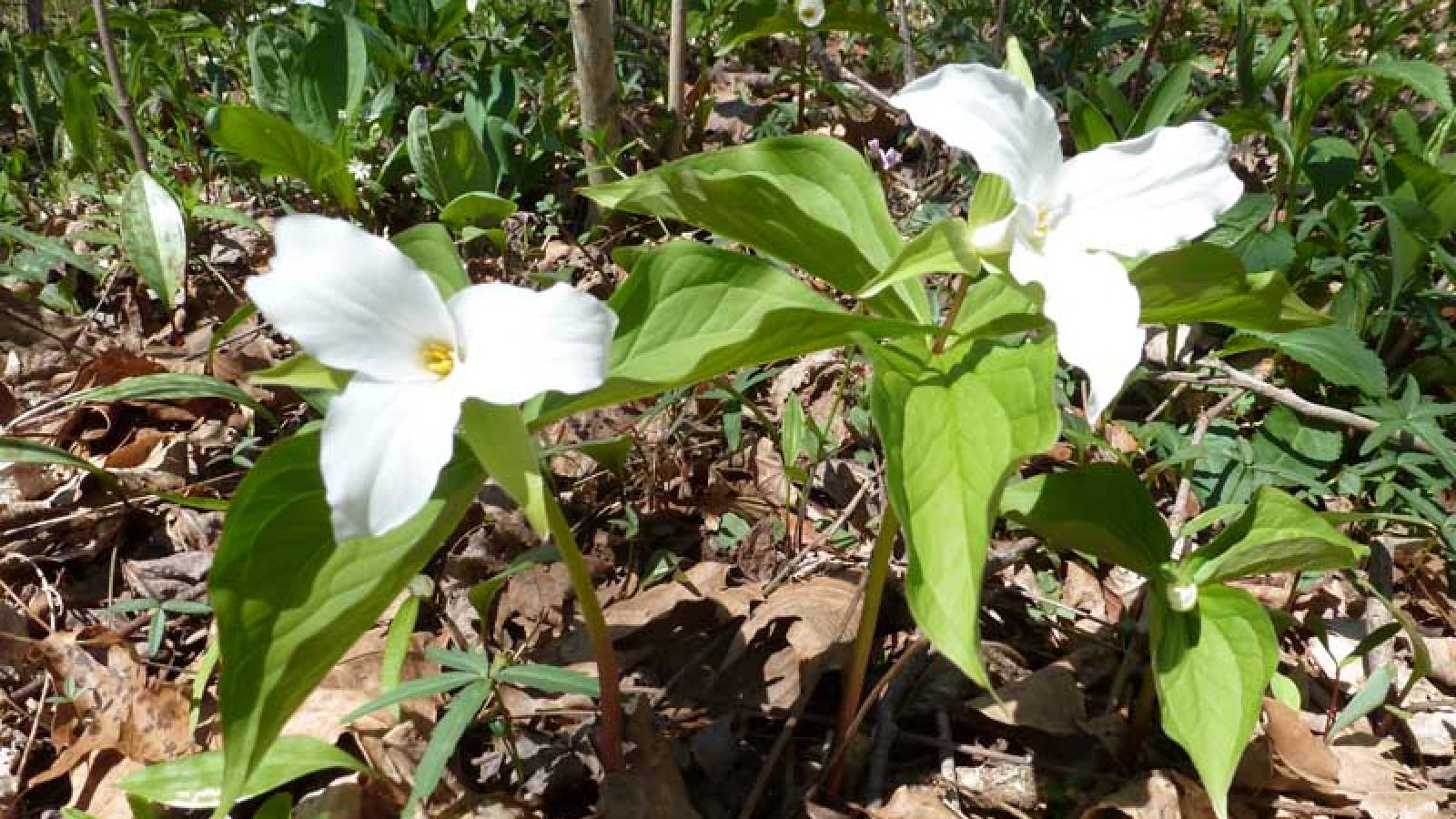 native flower trillium