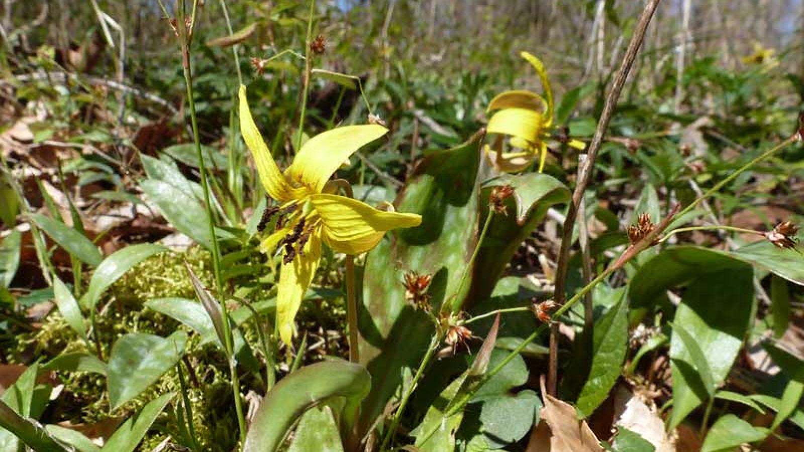 yellow spring wildflowers